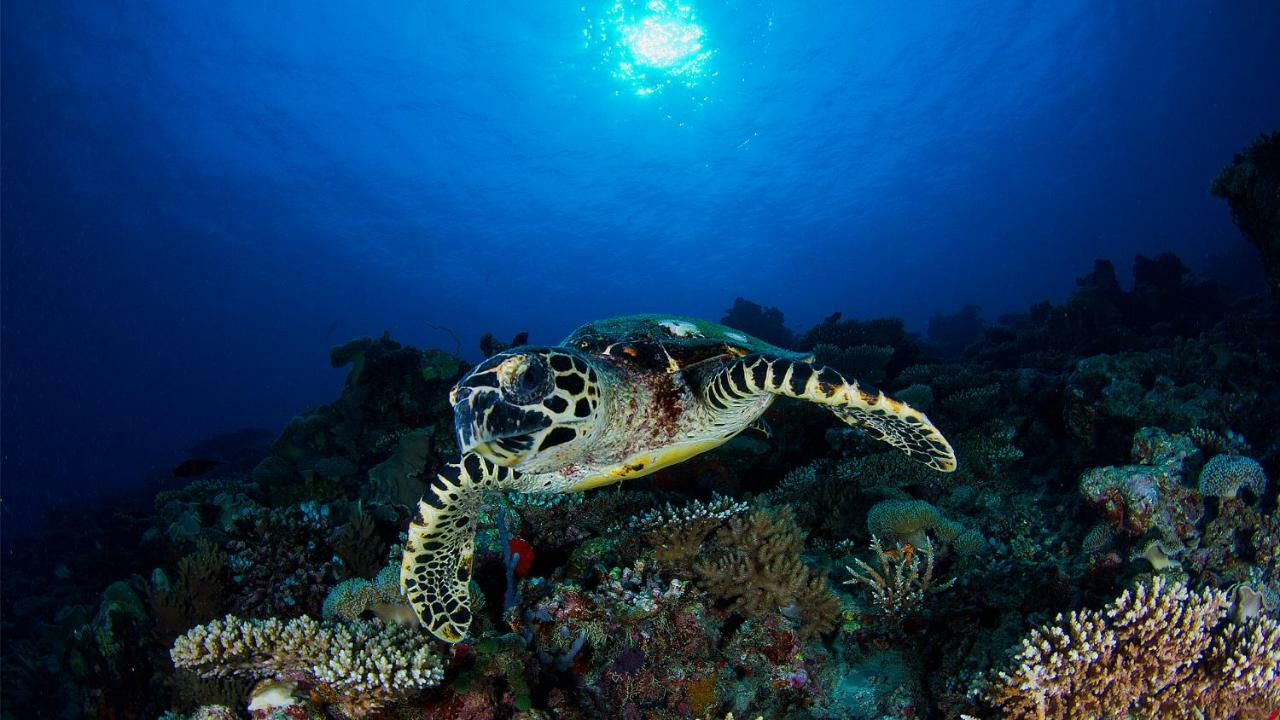 Vakkaru Maldives - 30 Percent Off On Seaplane Transfers For Stays Until 19 Dec 2025 Thulhaadhoo Ngoại thất bức ảnh